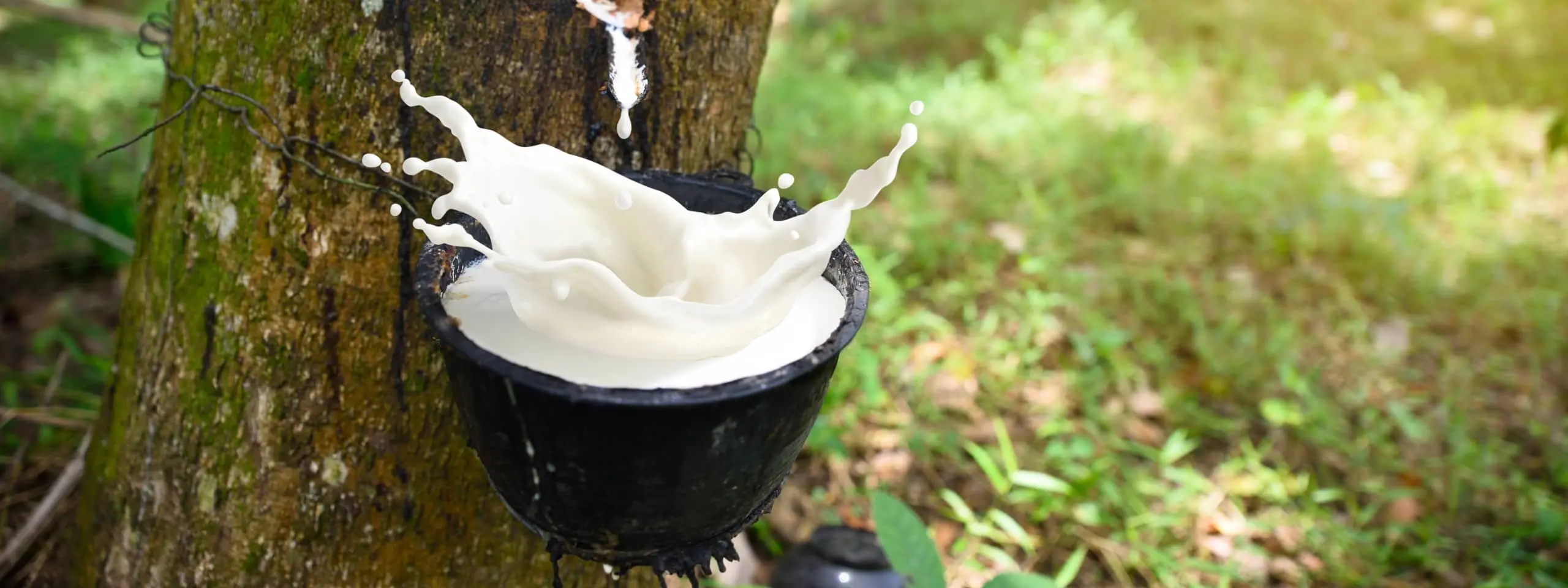 latex rubber